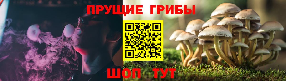 Городец  Псилоцибиновые грибы ЛСД  Вход с VPN  Псилоцибиновые грибы MAGIC MUSHROOMS 